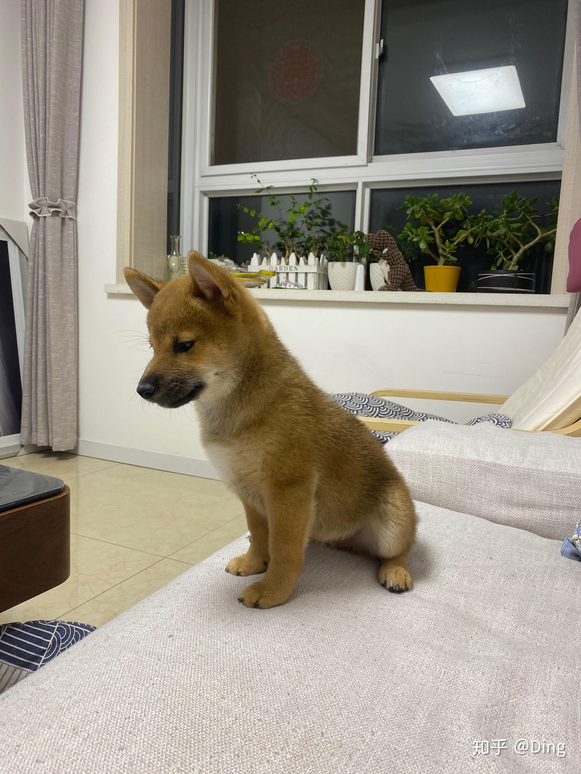 柴犬7个月了,黑嘴会褪掉吗?感觉是个假柴犬?