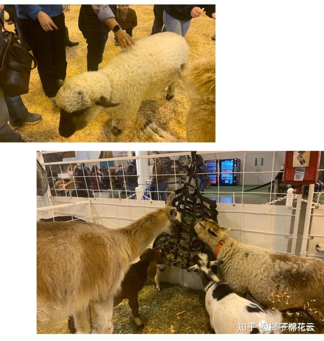 因为新冠肺炎被叫停的2020休斯顿牛仔节rodeo是什么样的