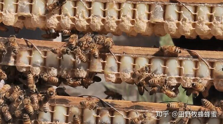 蜜蜂幼蟲包括蜂王幼蟲,雄蜂幼蟲和工蜂幼蟲,蜂王幼蟲就是蜂王胎,它是