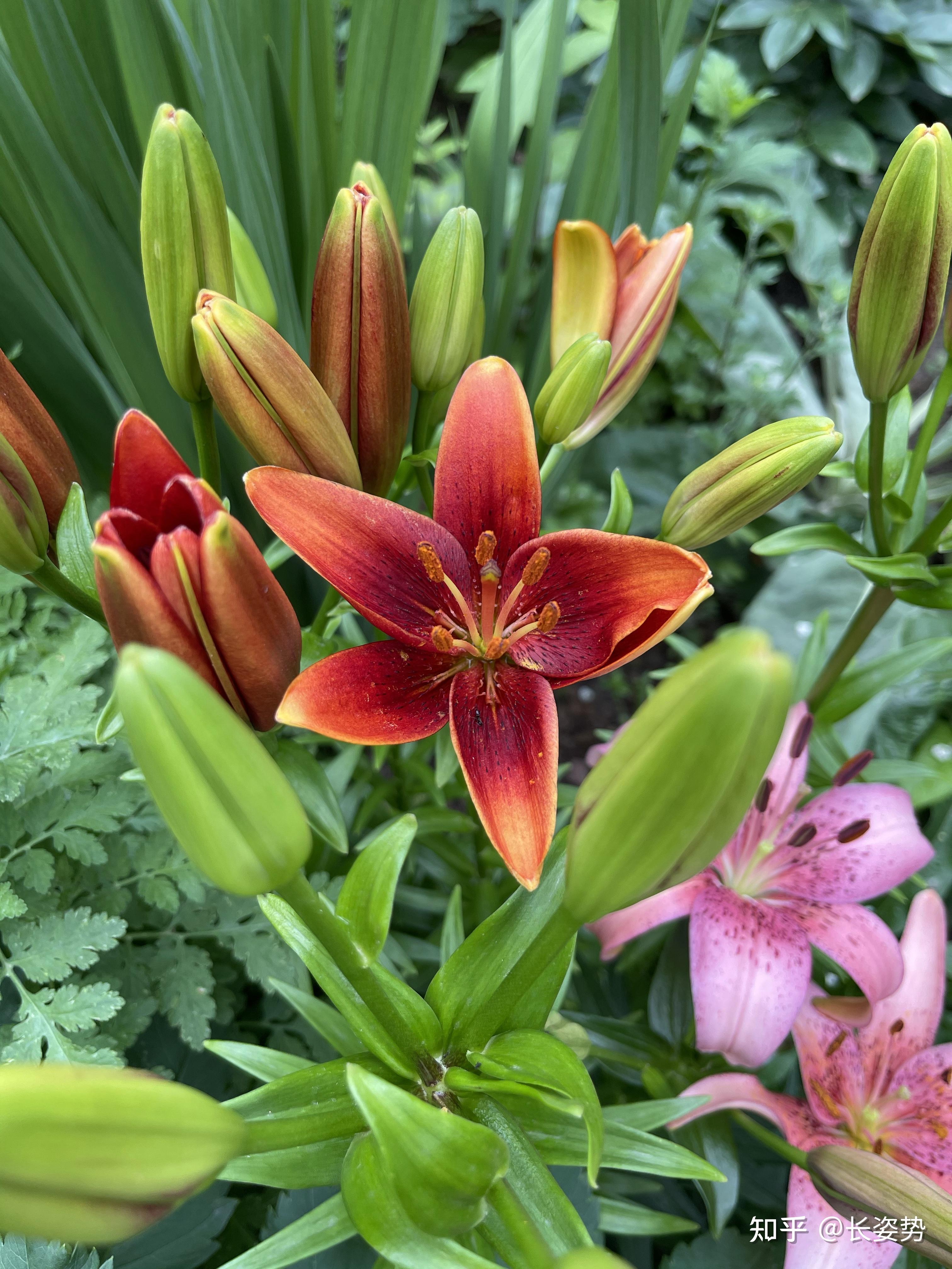 有没有什么清新脱俗,逼格高的花朵? - 知乎