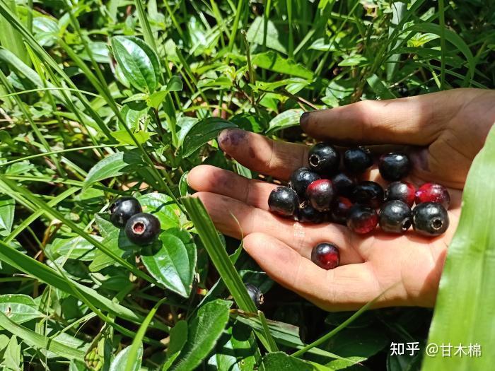 儿时的你吃过哪些野果?来看看以下70种野果你认识几种 - 知乎