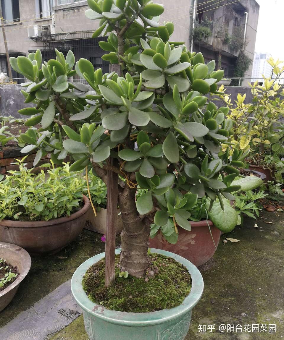 30年的老玉树,做成"巨大"盆景,玉树临风就是它,开满吉祥花
