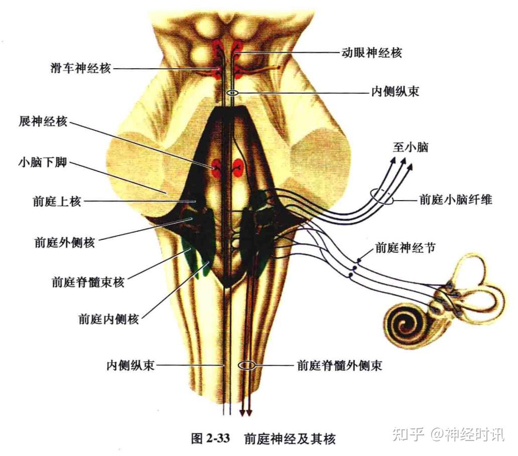 菱形肌神经图片