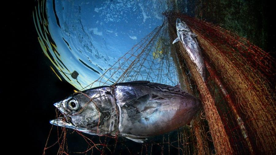 网没破但鱼死了