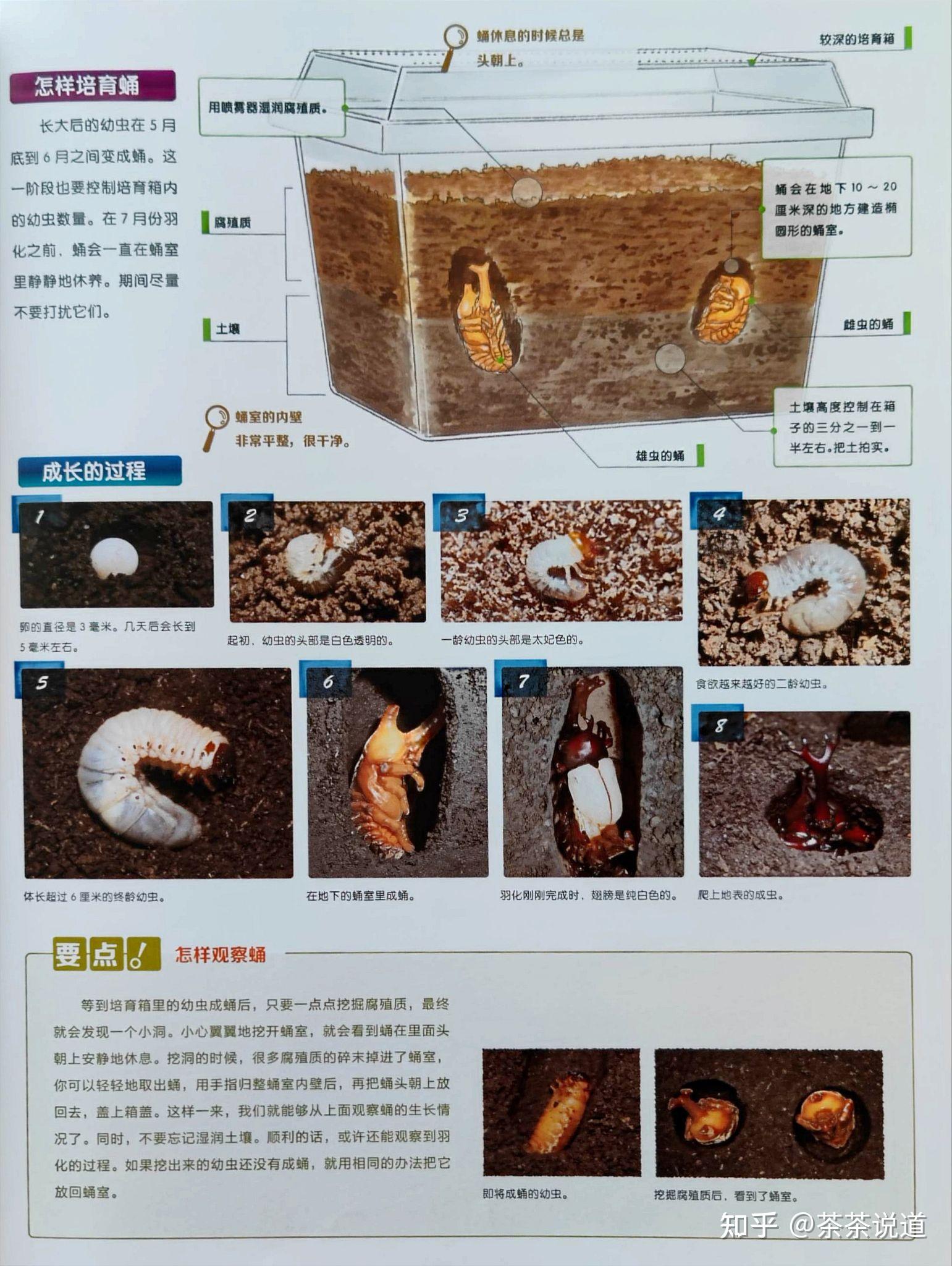 孩子喜欢昆虫,如何继续培养这方面的兴趣?昆虫死忠粉妈妈这样说