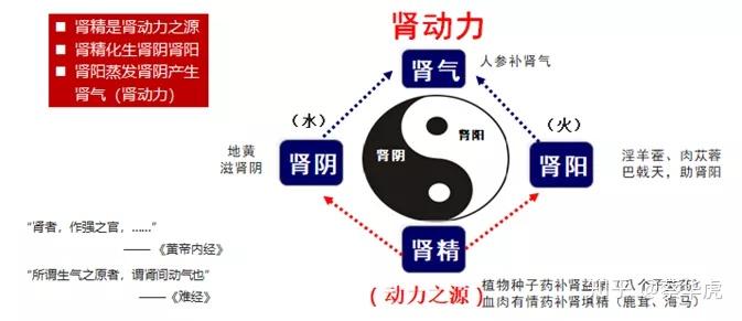 喜的是:市场格局清晰,ed,肾阴和肾阳三大领域相互独立十几年来补肾