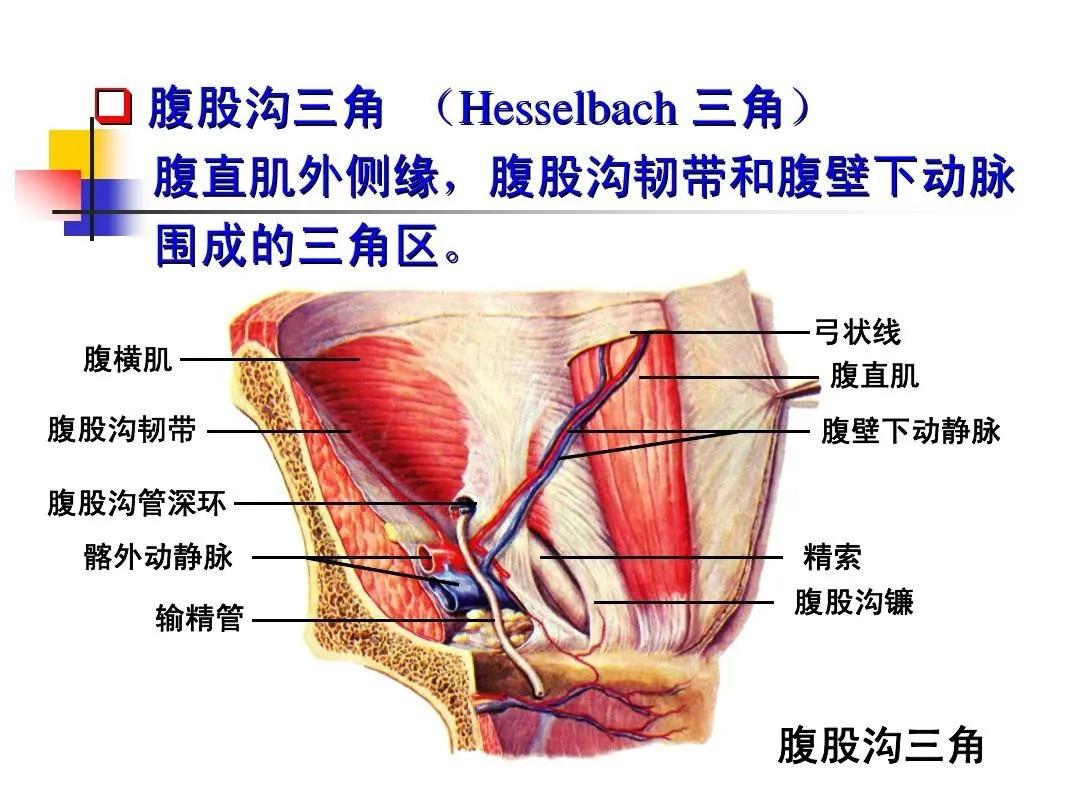 局部解剖学 腹部