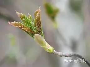 【植物学笔记】叶 - 知乎