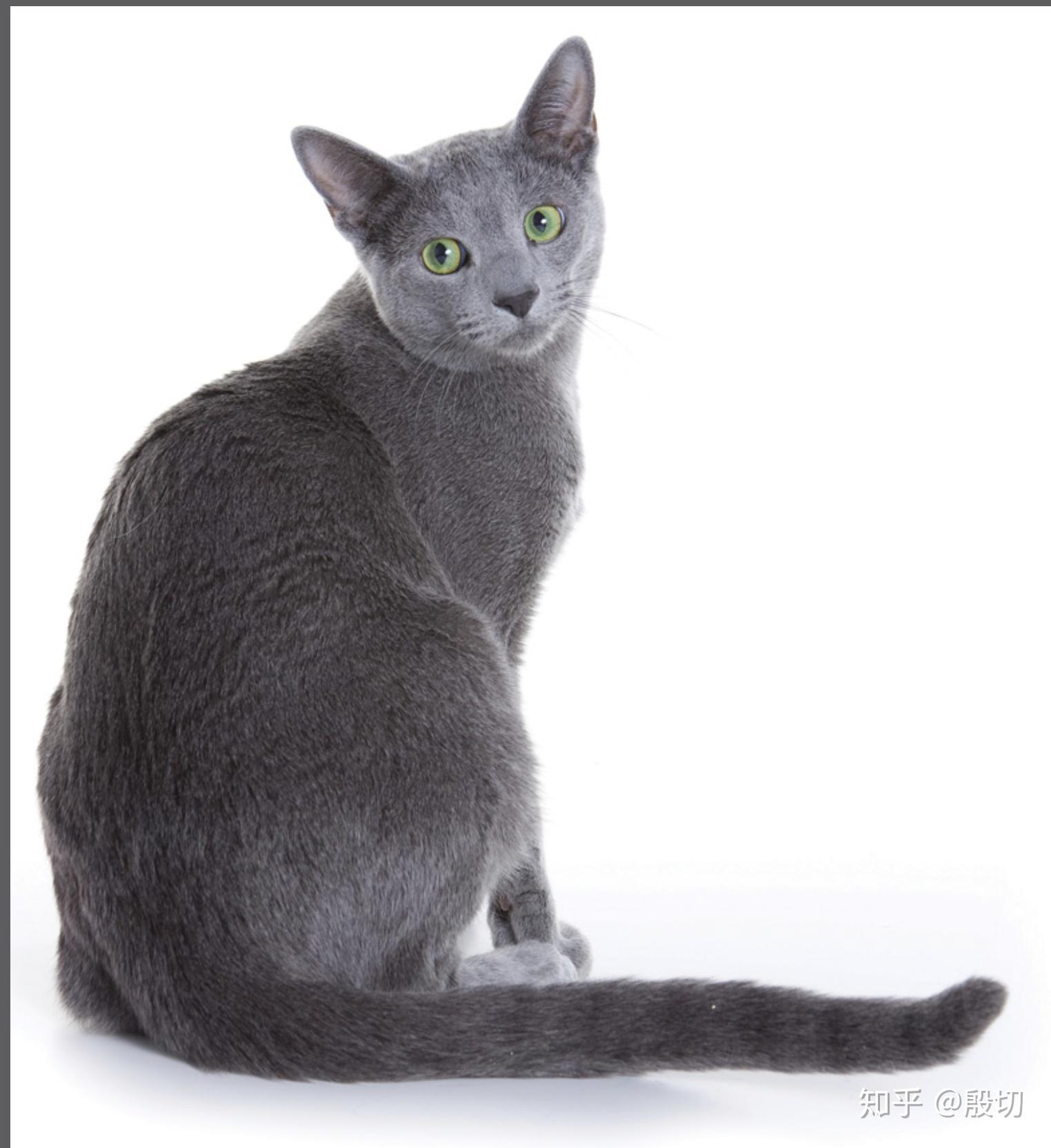 灰色褴褛猫图片