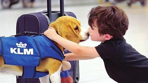 作为航空乘务员,在飞机上遇到过哪些有趣的事