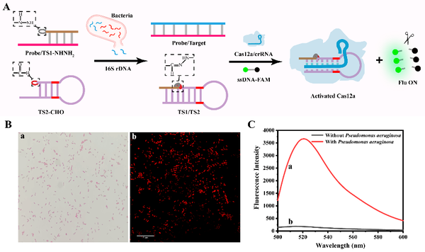 NAR︱李根喜/张娟团队研发腙化学介导的CRISPR/Cas12a系统用于细菌分析 - 知乎