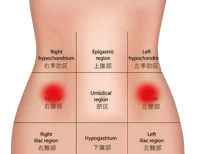 肚子的位置图片