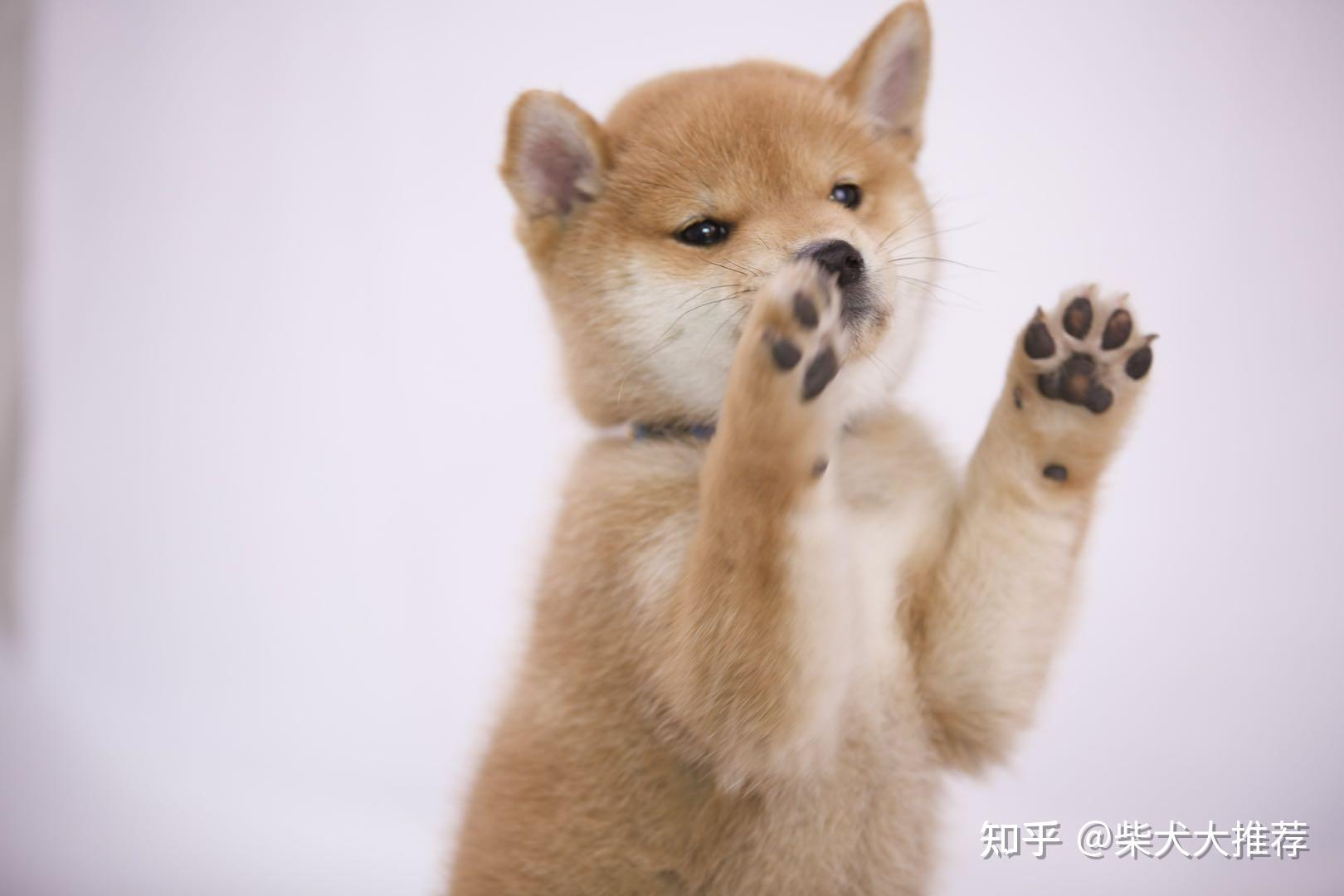 当柴犬宝宝来到新家时应该做好哪些准备