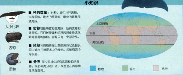 海底鲸鱼小报告——须鲸篇(一) - 知乎