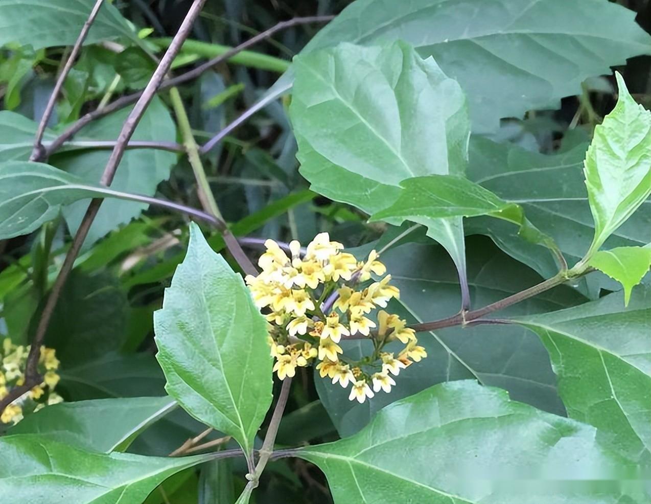 这种神奇的树木，树叶竟然可以当豆腐吃，小伙种植以后发家致富了 - 知乎