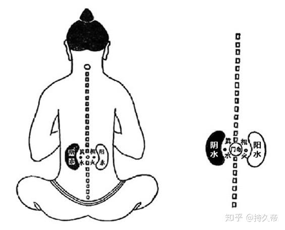 早泄不是因为肾虚请还肾一个清白