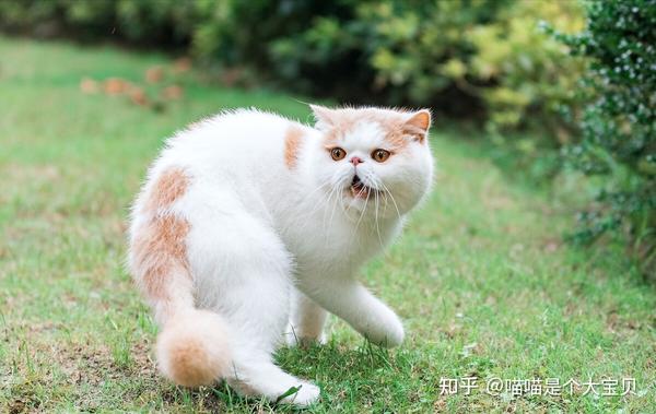 公认“最听话”的3种猫和“最调皮”的3种猫，你家猫上榜了吗？ - 知乎