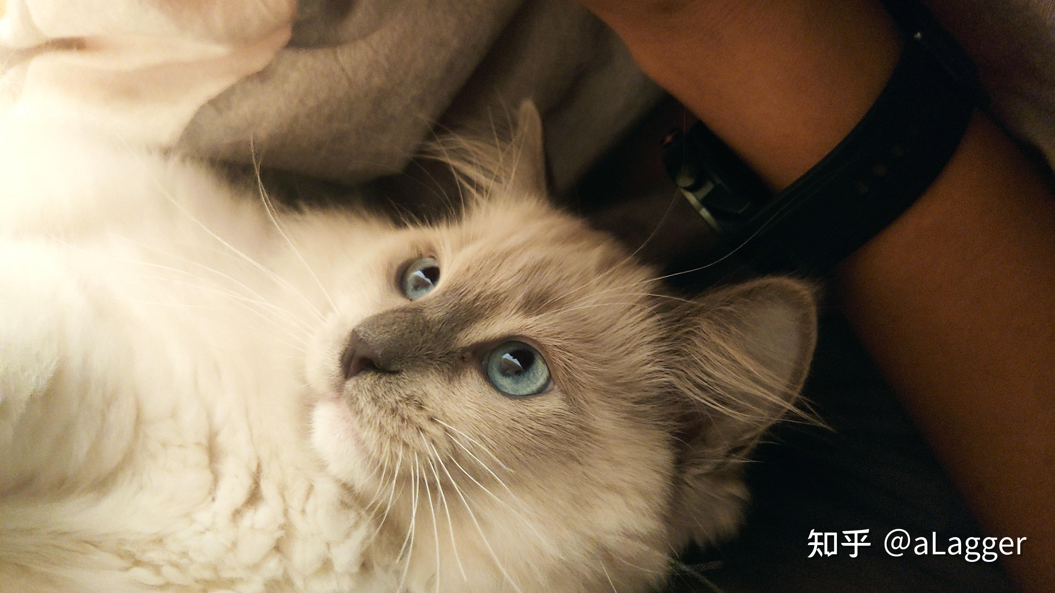 能看看你家猫咪的自拍照吗