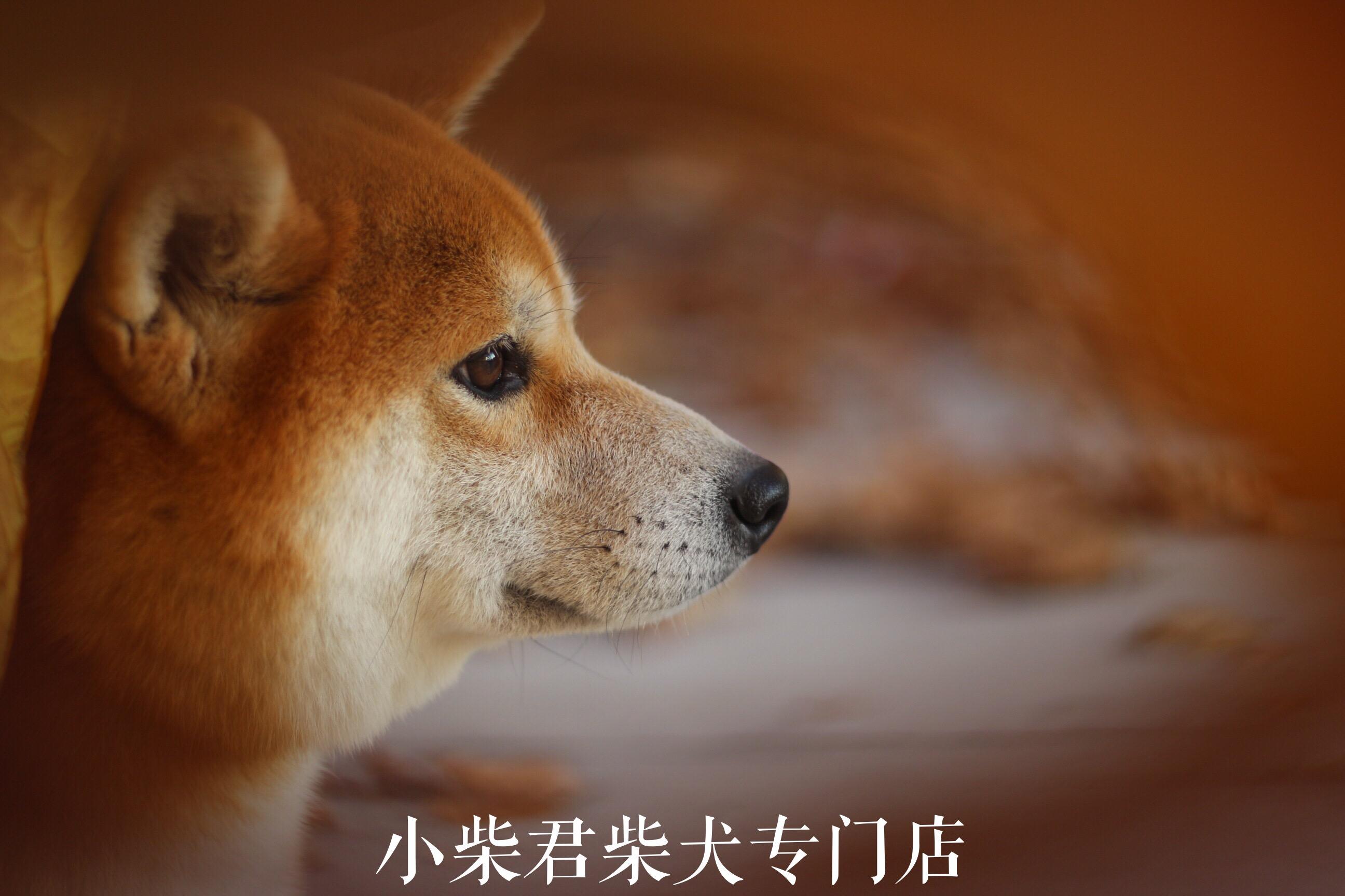 柴犬聪明吗 柴犬智商分析 知乎 柴犬聪明吗 柴犬智商分析 知乎