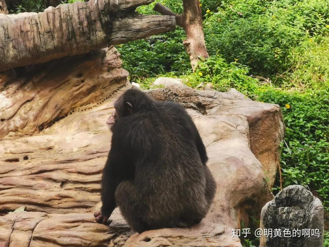 每个动物的背影所表达的情绪都不一样,黑猩猩的背影就很孤独,沉思状大