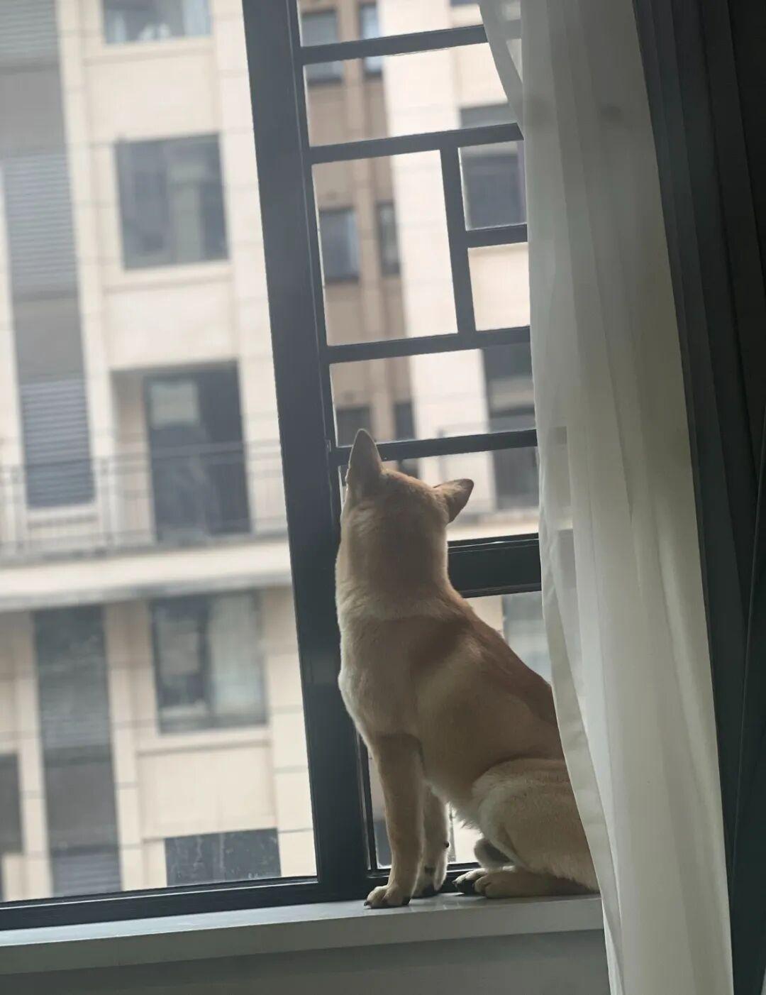 狗狗偷跑出去玩,主人凌晨一点多找到狗后连扇17个巴掌,狗子心虚:我知道错了... - 知乎