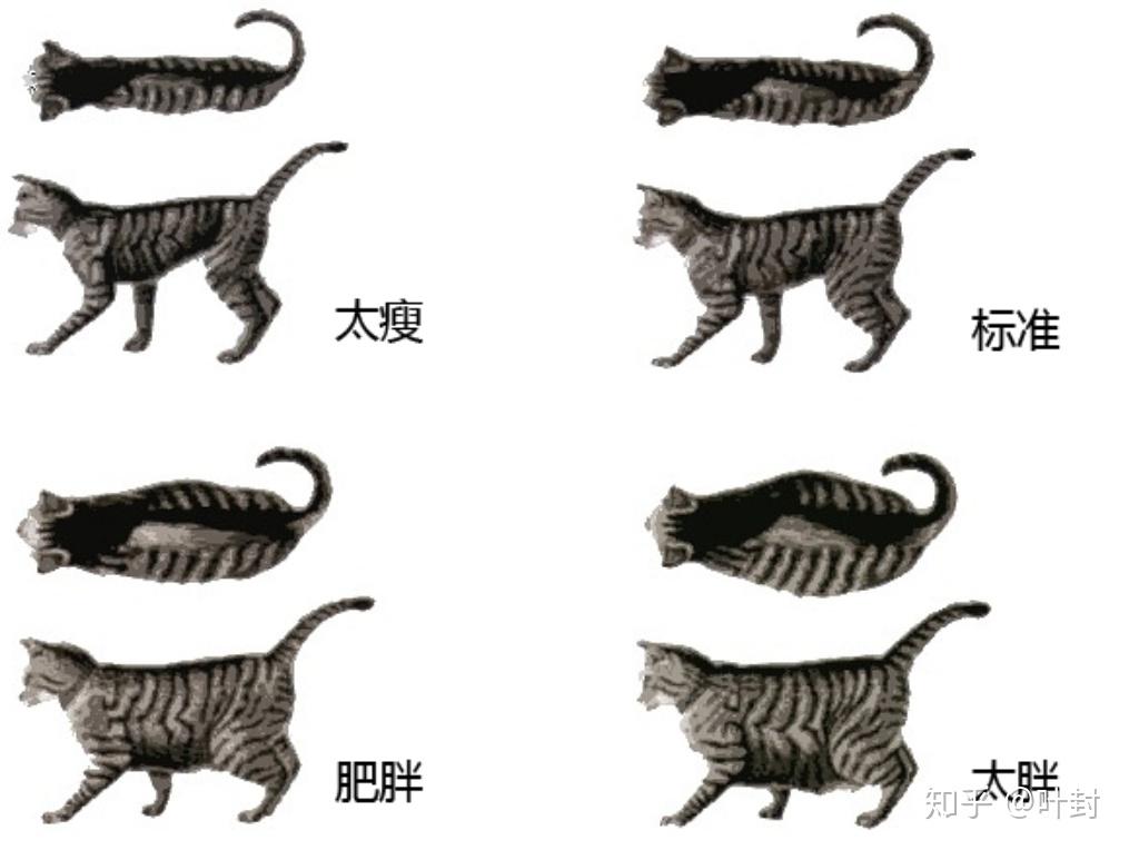 猫体型示意图预防及治疗:如何给猫"减肥?