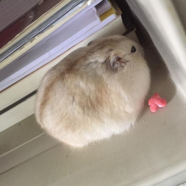 仓鼠可以胖到什么程度?