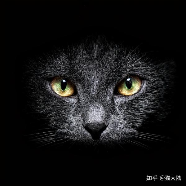为何养“黑猫”的人越来越多?这几个秘密不容错过! - 知乎