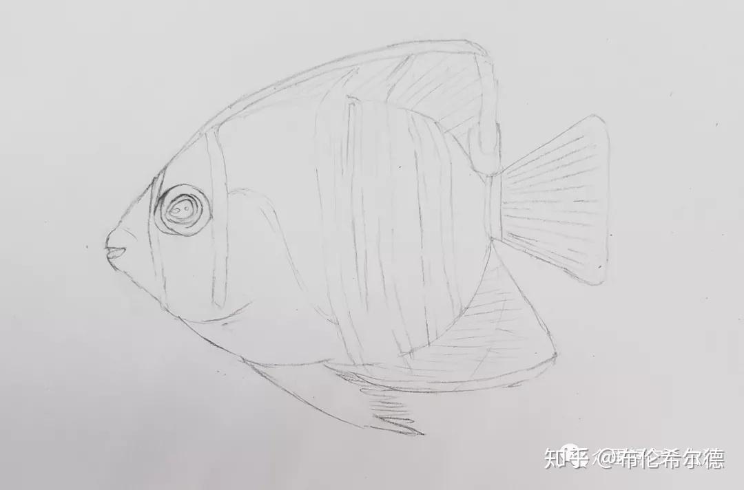 教程部分馬利水溶性彩鉛,鉛筆,橡皮,素描紙工具介紹據說這種魚是一夫