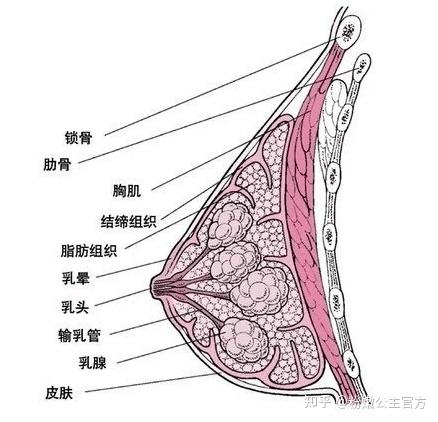 我們都知道乳房主要是由脂肪組織,乳腺組織,結締組織(懸韌帶)構成