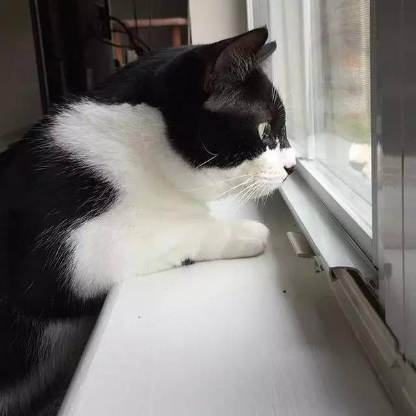 从 隐形猫 到蝙蝠侠 三脚猫和主人的有爱故事 知乎