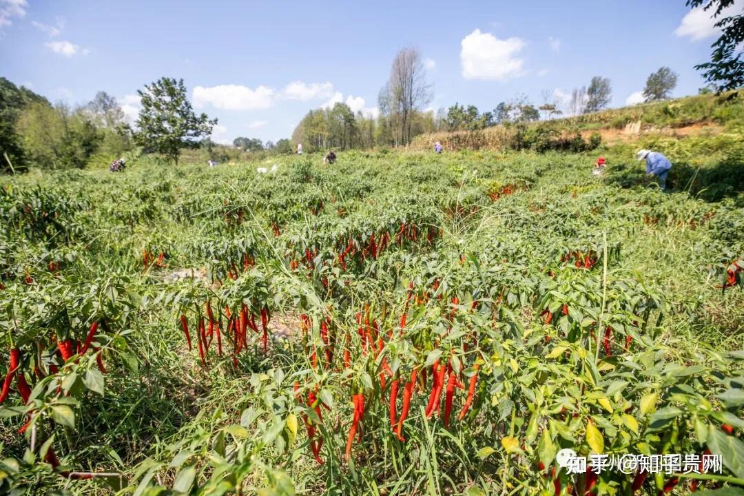 贵州纳雍火红辣椒富乡邻
