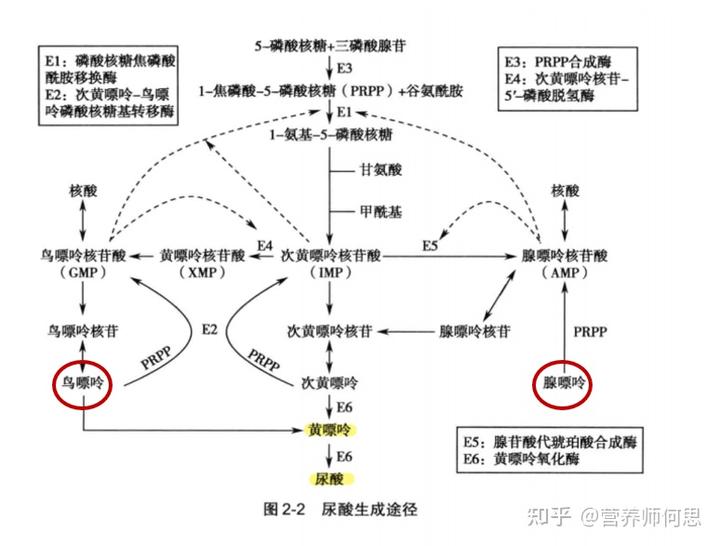 当代年轻人为什么会出现尿酸高? 3 v2 90580547f6a3c4bfc087ec5b978bfe90 720w