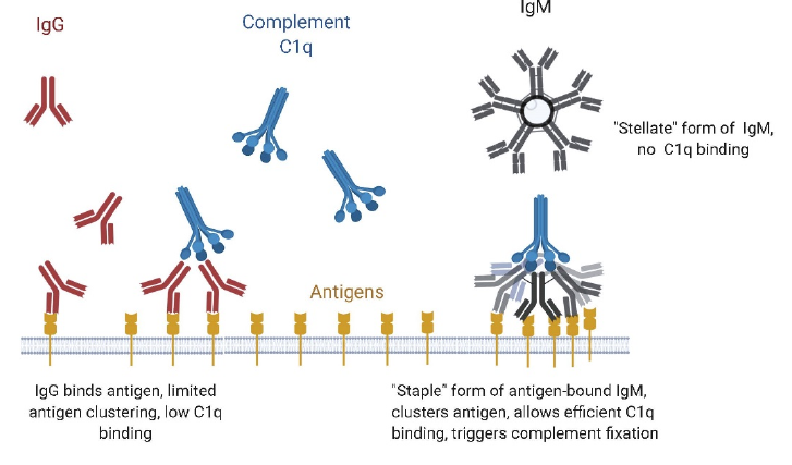 圖7:補體在igm和igg抗體中的結合與激活igm的受體:結構與組織分佈igm