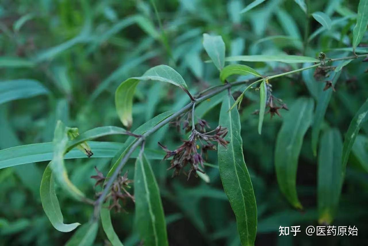 柳叶白前植物芫花叶白前植物【性状】柳叶白前根茎呈细长圆柱形,有