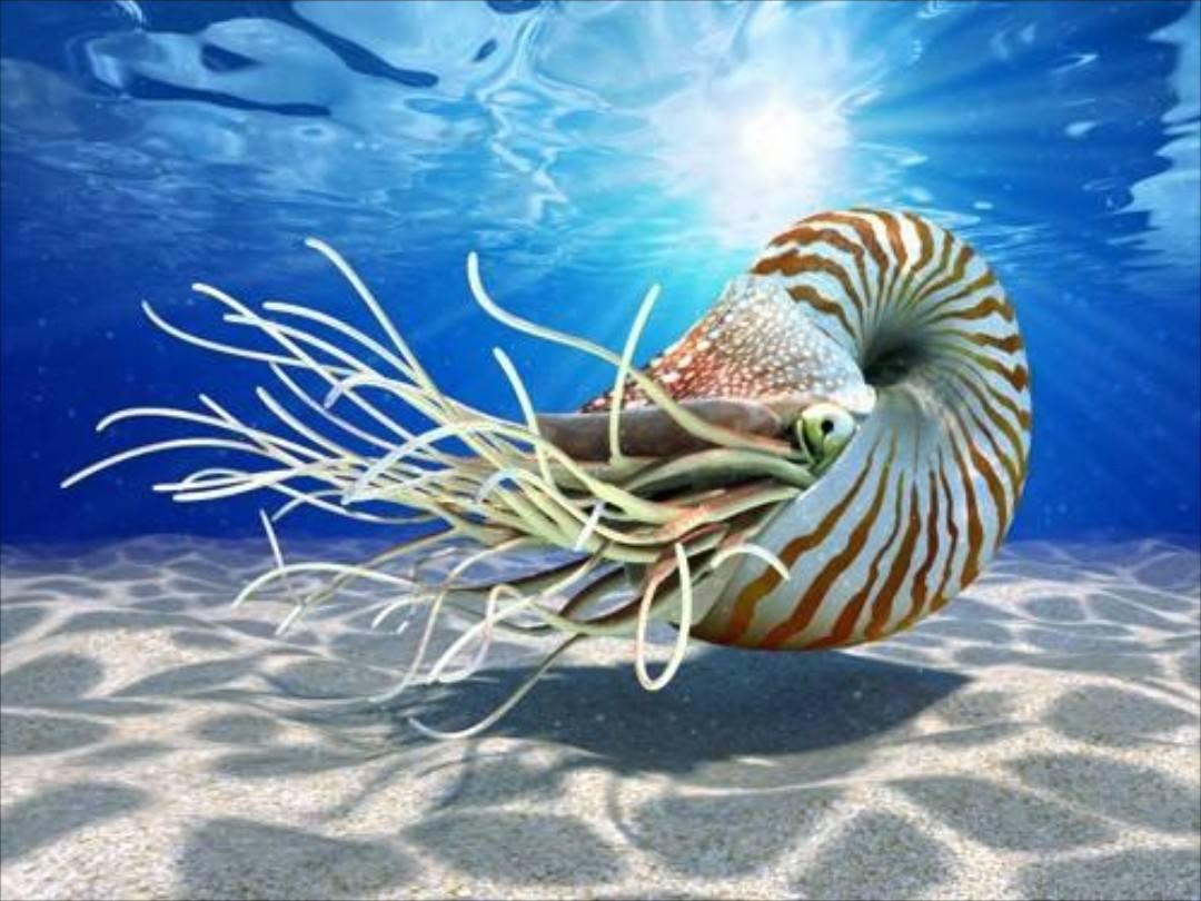 海底动物画图片大全 v2-906dfd7c65d0b03dbb5c36689319cd8d_r.jpg