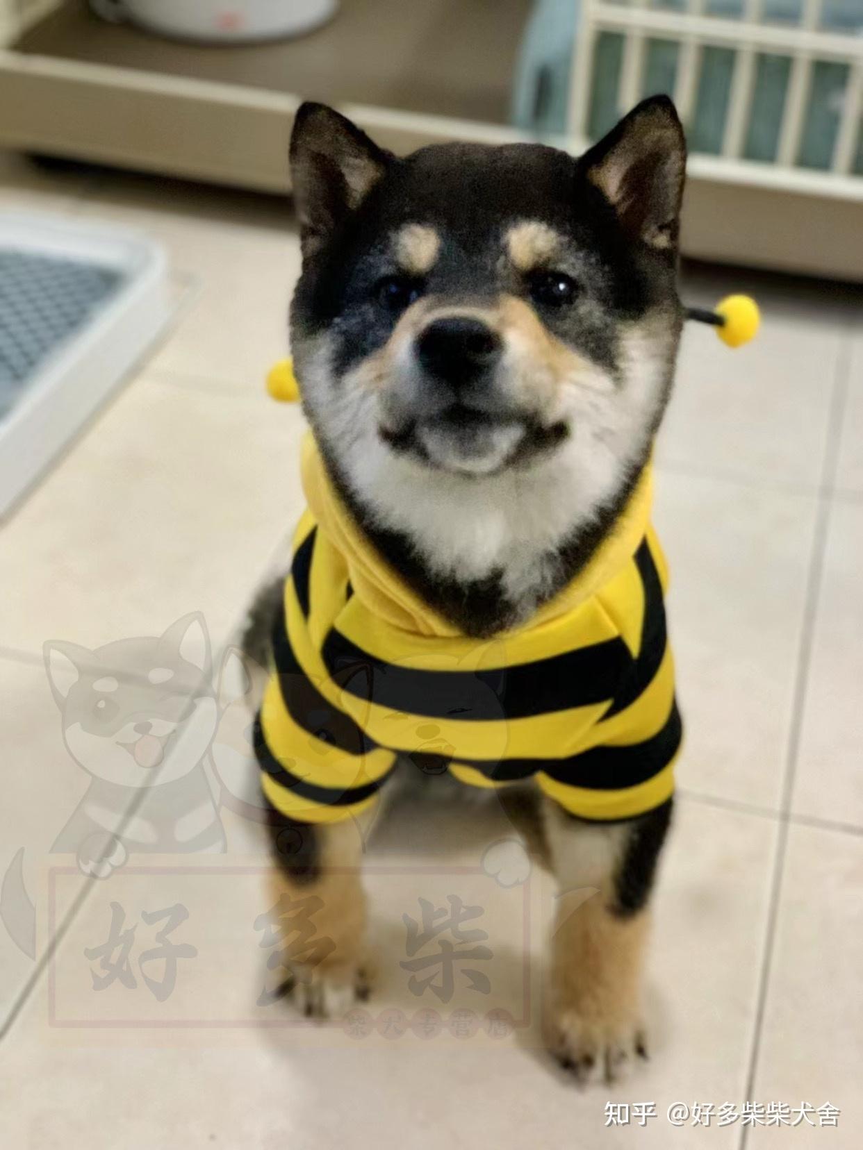 柴犬科普|教你如何挑选柴犬幼犬(黑柴篇) - 知乎