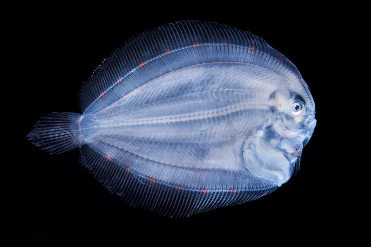 摄影丨能把海底生物拍成酱紫也是醉了~ - 知乎