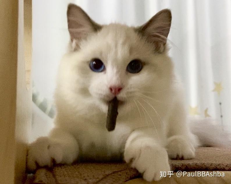 记录自家布偶猫momo成长历程