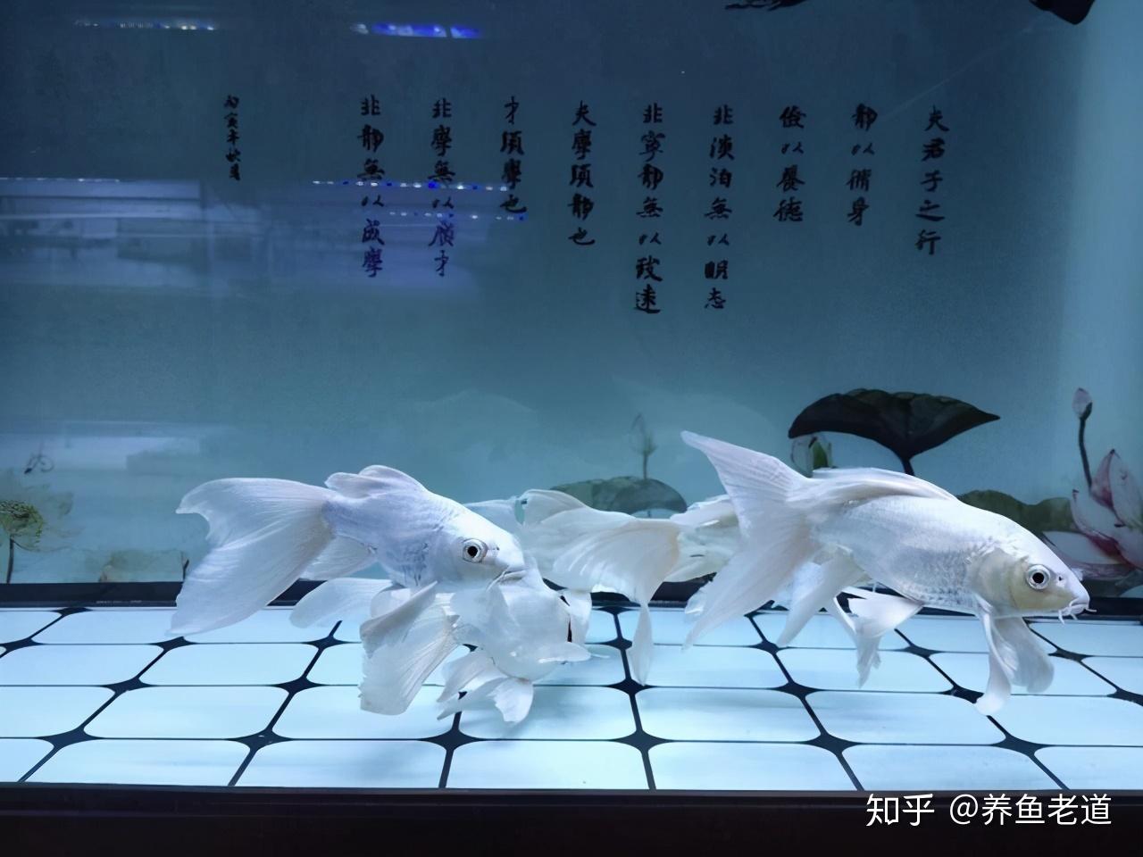 店里去更换鱼缸灯,结果没货了,正在这时,一位鱼友饲养的蝴蝶鲤患病了