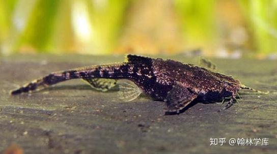 那些品种和马克土司鱼混养