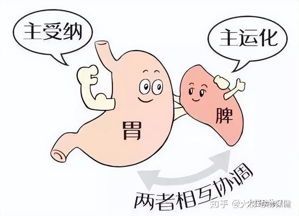 第三章：脏腑之生理病理（3）——脾与胃 - 知乎