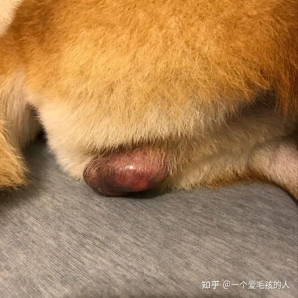 柴犬的睾丸图片