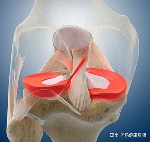 膝痛不可被忽视的肌肉腘肌