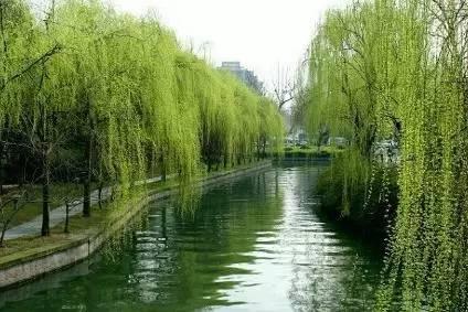 古今名人植物那些事儿! - 知乎