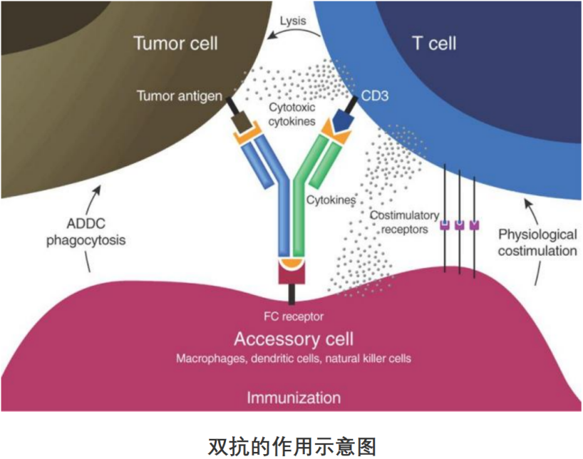 Epcoritamab有效率88%，双抗治疗肿瘤时代或将到来 - 知乎