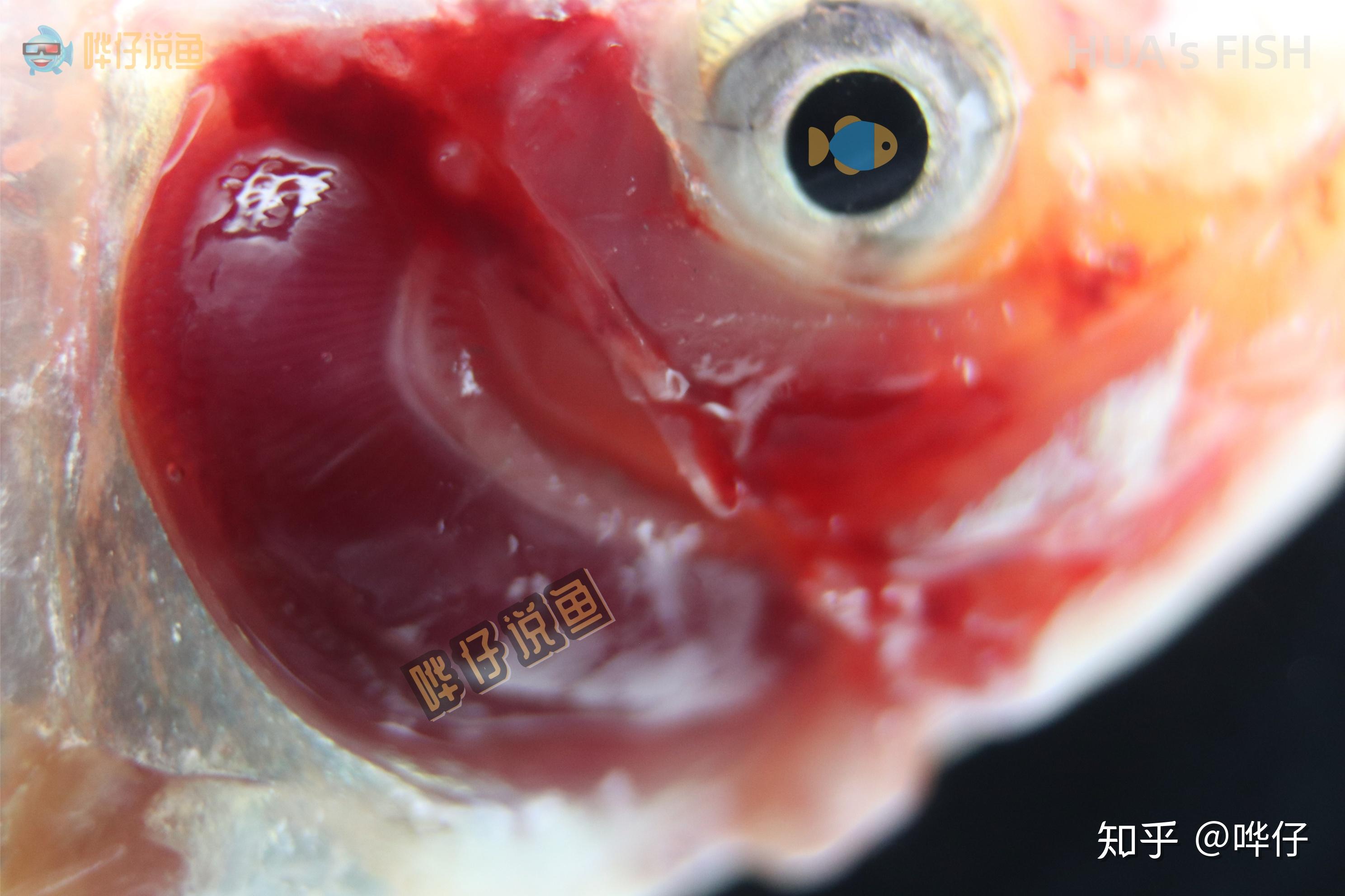 辟谣有了增氧泵观赏鱼就不会缺氧了吗科学解析鱼缸里的怪事