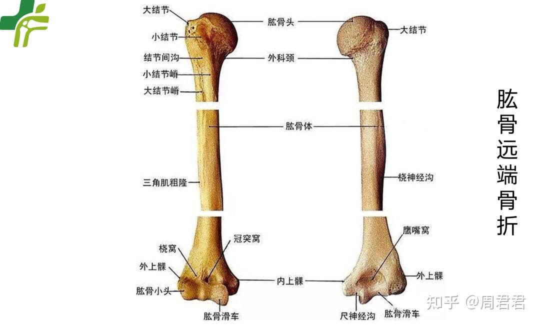 肱骨长是什么位置图片图片