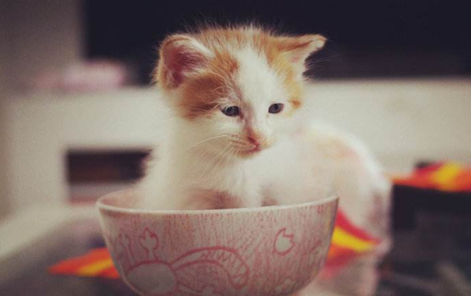 猫不喝水?可能是你盛水的容器有问题。 - 知乎