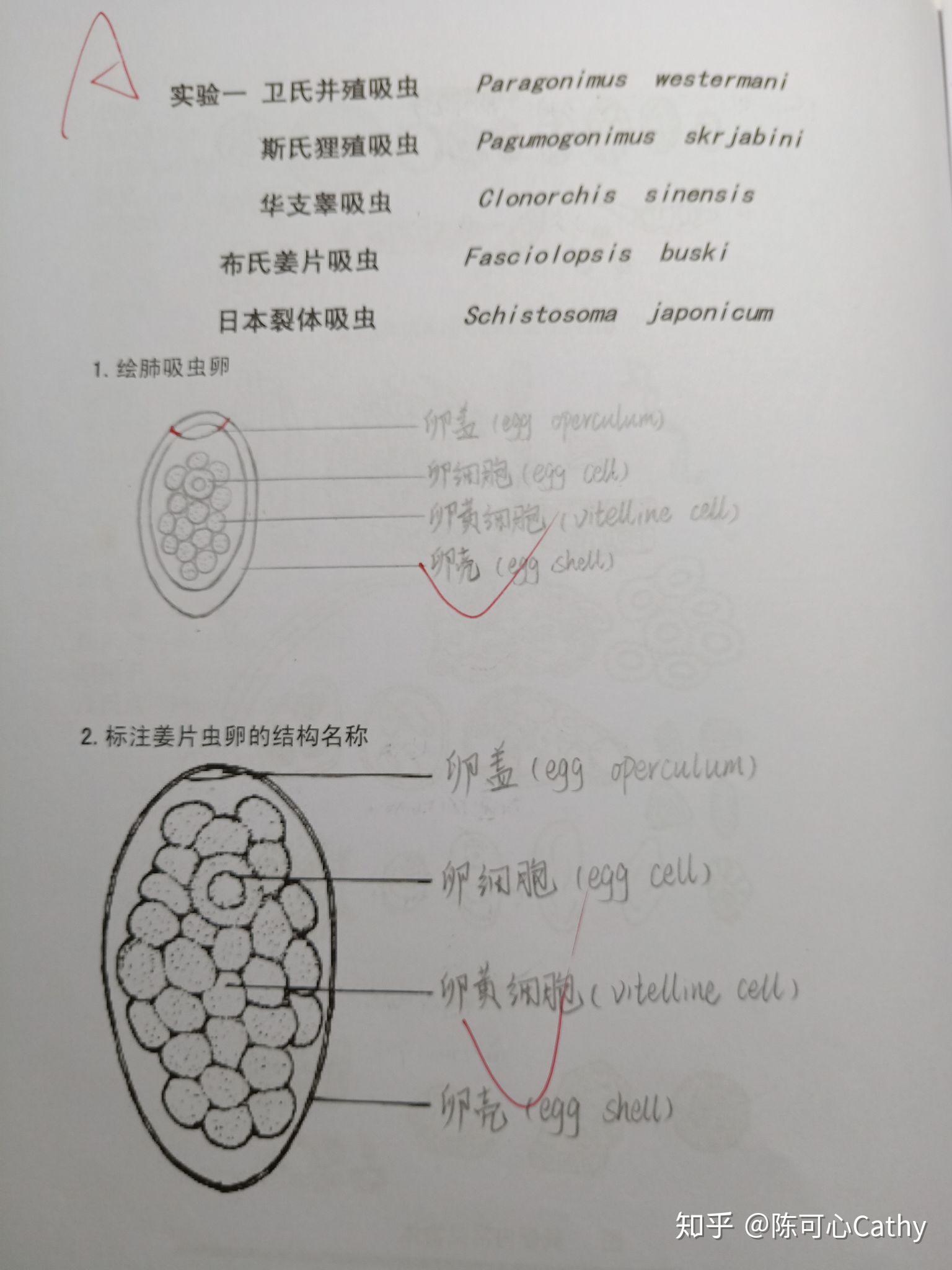一,吸虫高清图已经放在文章末尾78以下是人体寄生虫学实验绘图